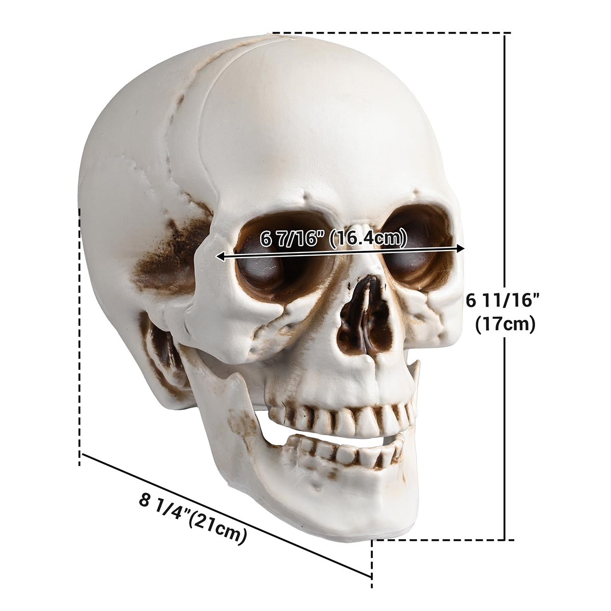 Yescom Halloween Skulls Life Size Skeleton Head 4ct/pk